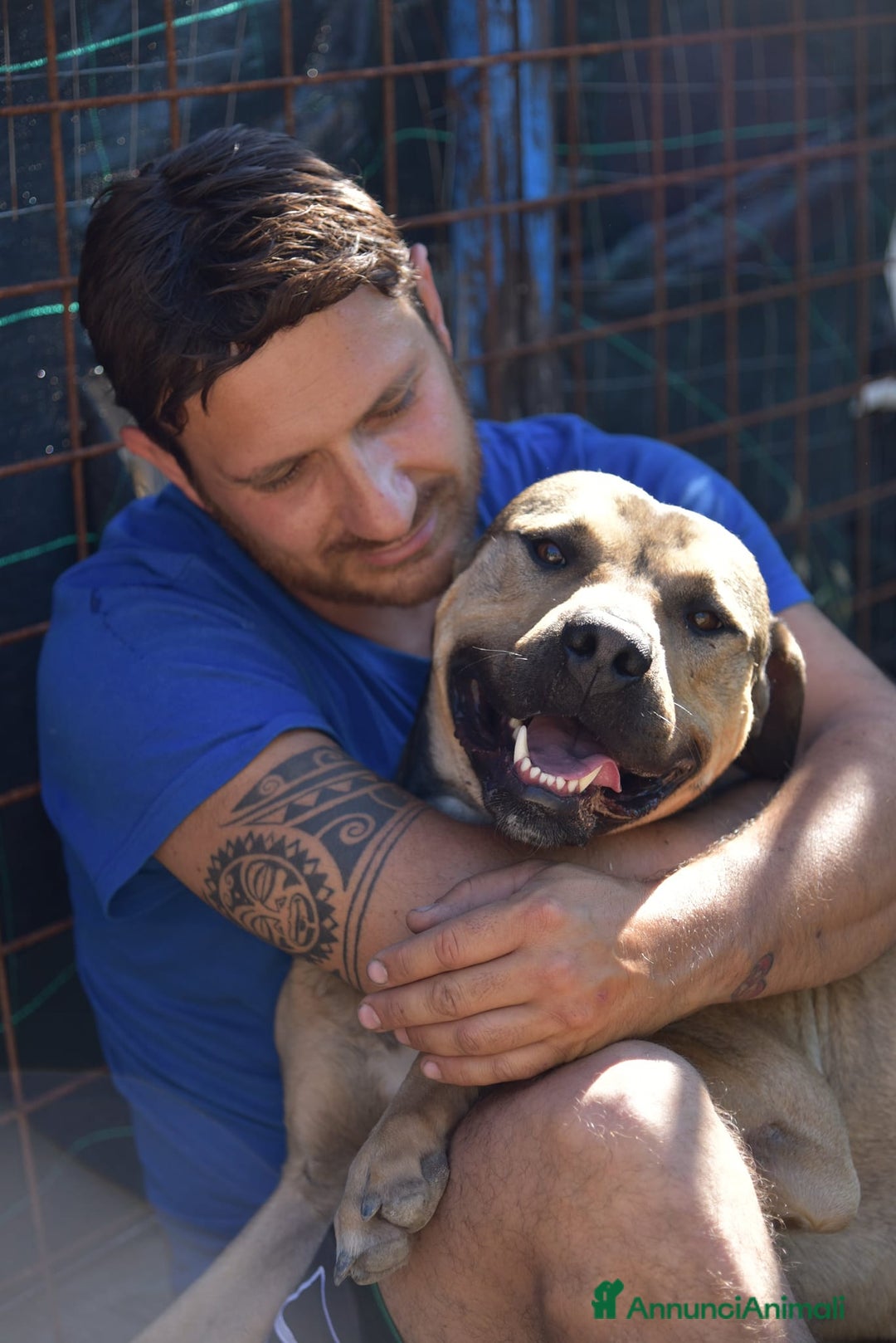 Meticcio cani in regalo: Bellissimo e dolcissimo Bobby - Annuncio 3