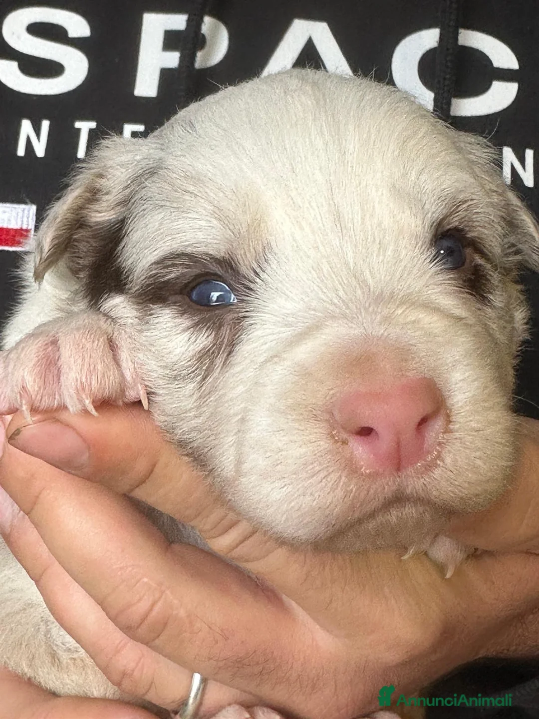 Border Collie cani in vendita: Cuccioli border collie  - Annuncio 3