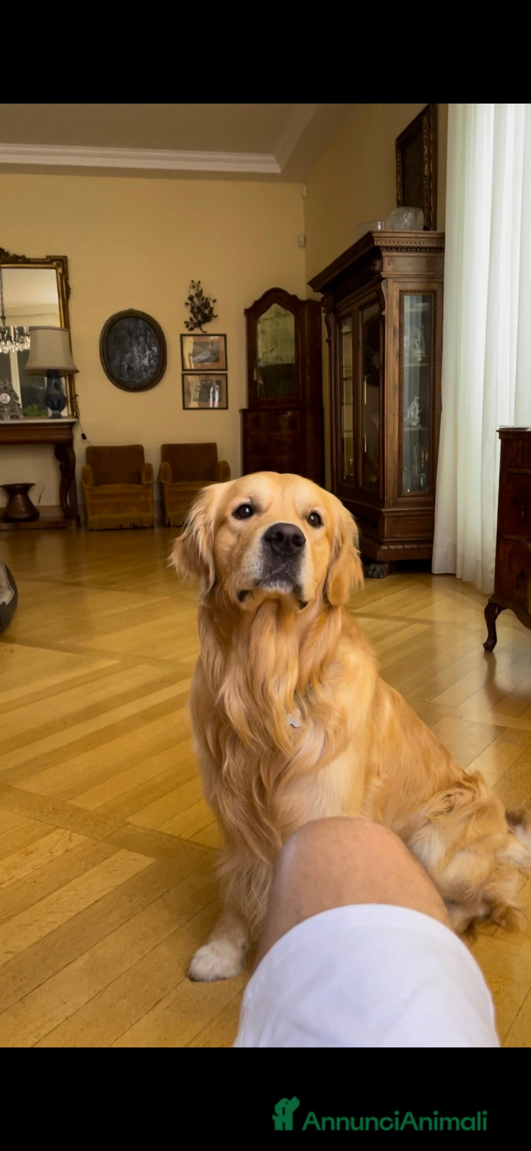 Golden Retriever cani per accoppiamento: Gregorio cerca la sua dolce metà 🐶❤️ a Provincia di Frosinone - Annuncio 2