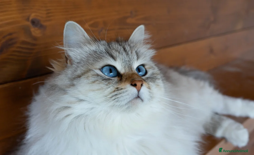 Immagine della galleria {{count}}