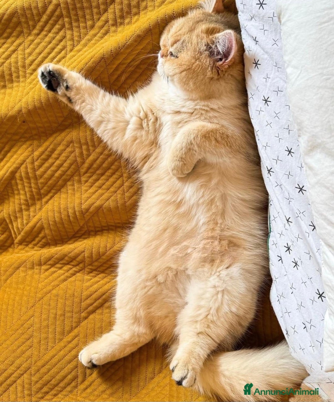 British gatti in vendita: Bellissimi cuccioli di british shorthair golden  - Annuncio 6