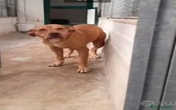Pitbull cani in regalo: Pitbull adulta salita a Milano e riscesa a NAPOLI a Città metropolitana di Milano - Immagine 6