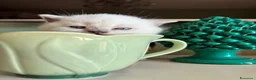 Scottish gatti in vendita: Scottish Fold e Straight - Annuncio 3