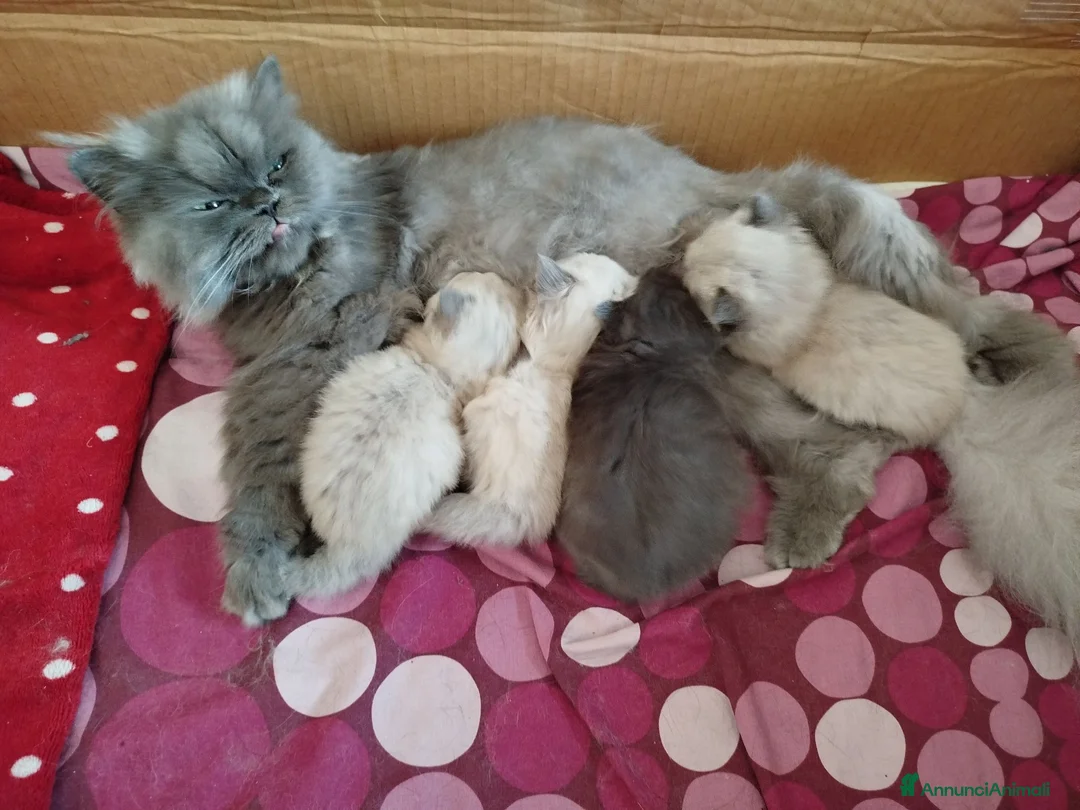 Persiano gatti in vendita: Cuccioli di gatto persiano - Annuncio 2