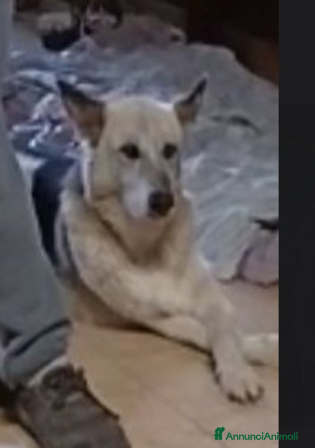 Meticcio cani in regalo: Pastorino 13anni MAI AVUTO 1CASA.LAZIO a Città metropolitana di Milano - Annuncio 2