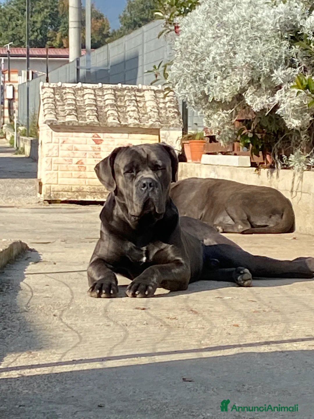 Cane Corso cani in vendita: Cuccioli di Cane Corso - Annuncio 7