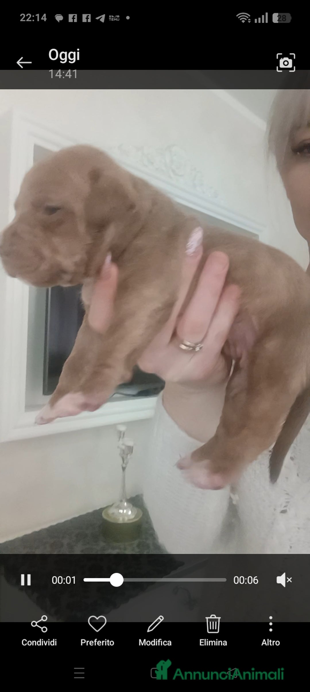 Pitbull cani in vendita: Cuccioli american Pitbull terrier  - Annuncio 3