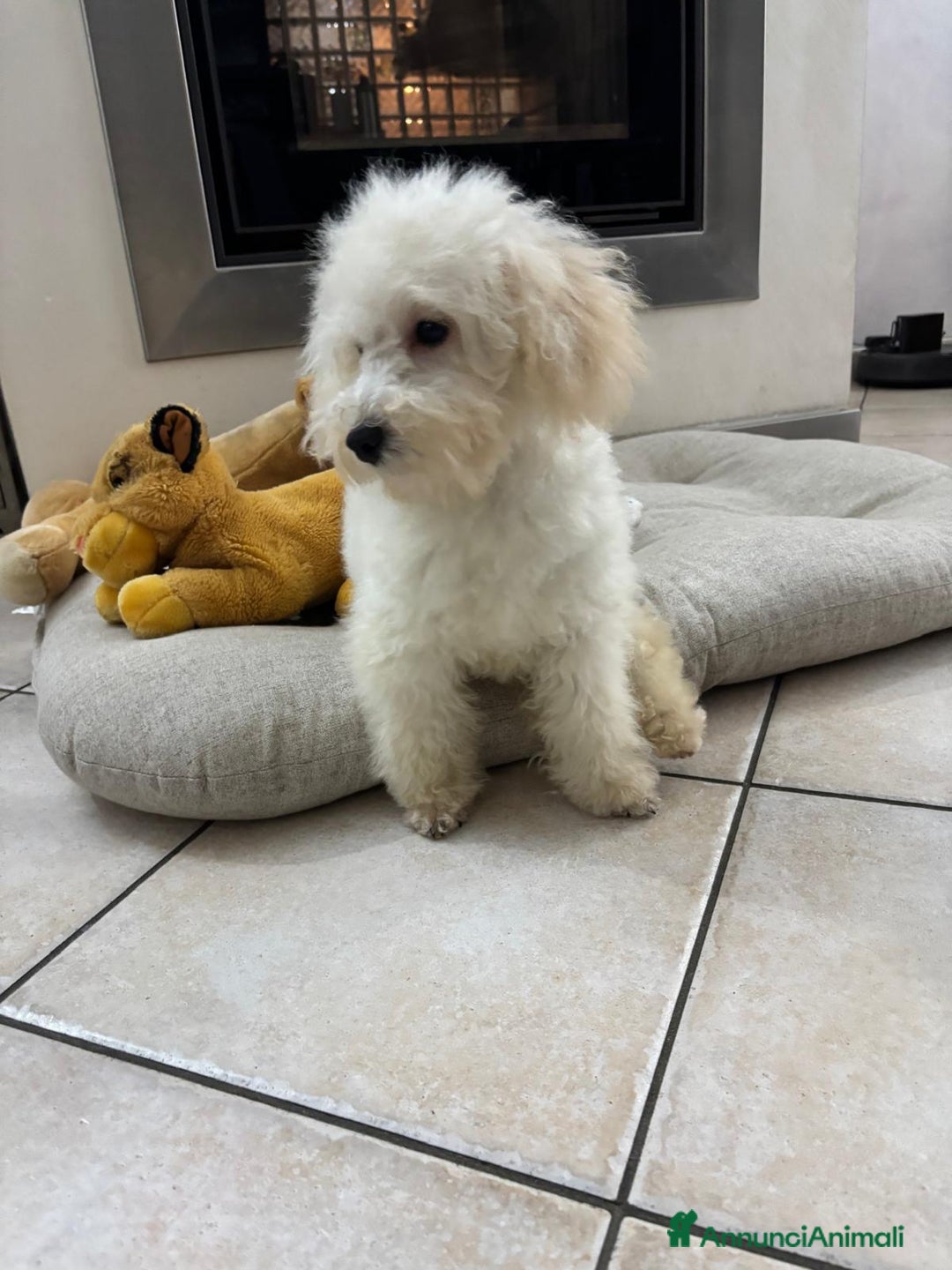 Barboncino cani in vendita: Barboncini neri e bianchi con Pedigree  a Vercelli - Annuncio 19