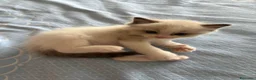 Ragdoll gatti in vendita: Cuccioli di Ragdoll con pedigree - Annuncio 3