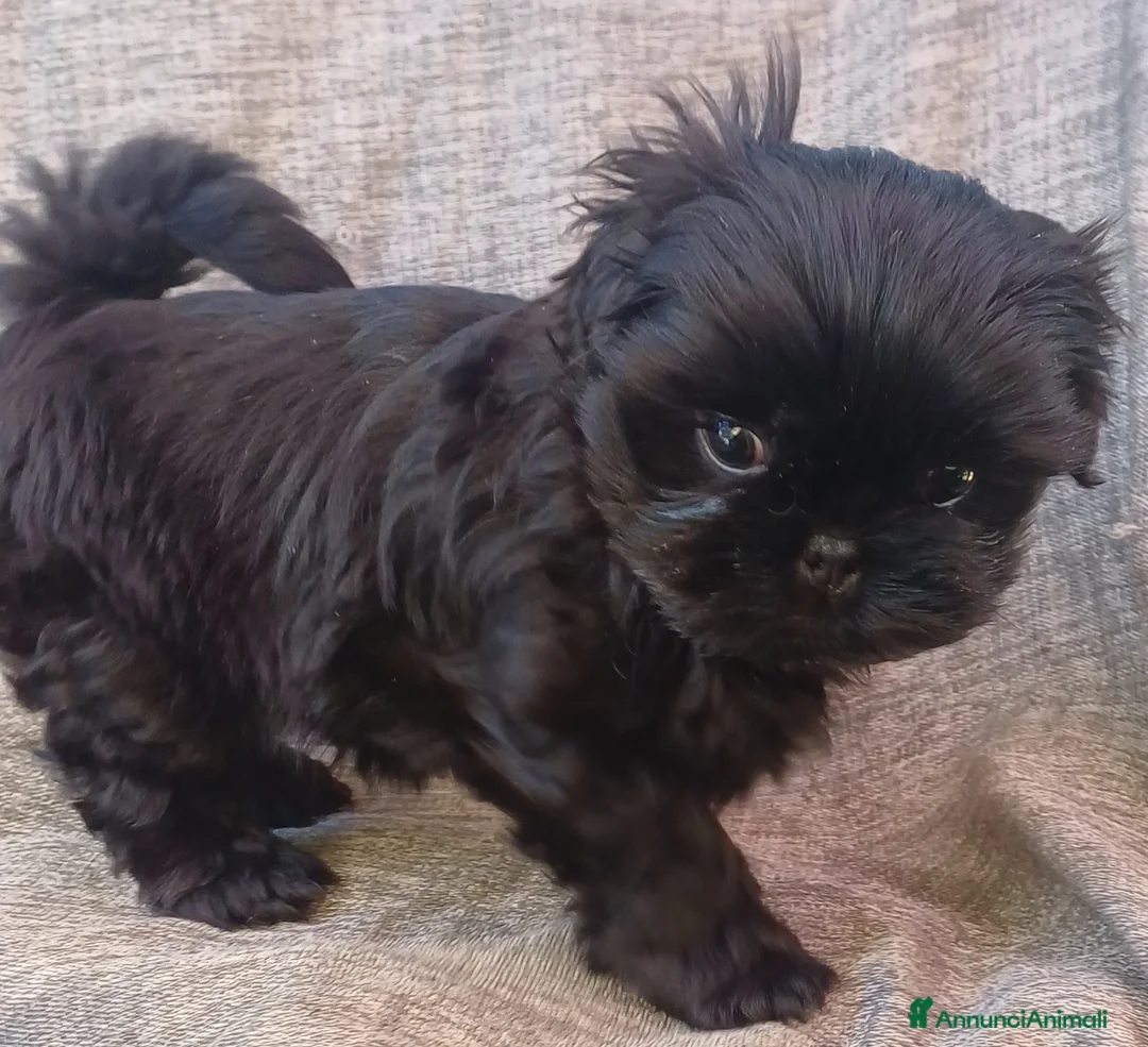 Shih Tzu cani in vendita: Cucciolo shih-tzu shitzu shihtzu con pedigree  - Annuncio 5