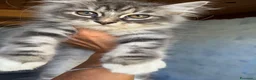 Siberiano gatti in vendita: cucciolo gatto siberiano ANFI - Annuncio 3