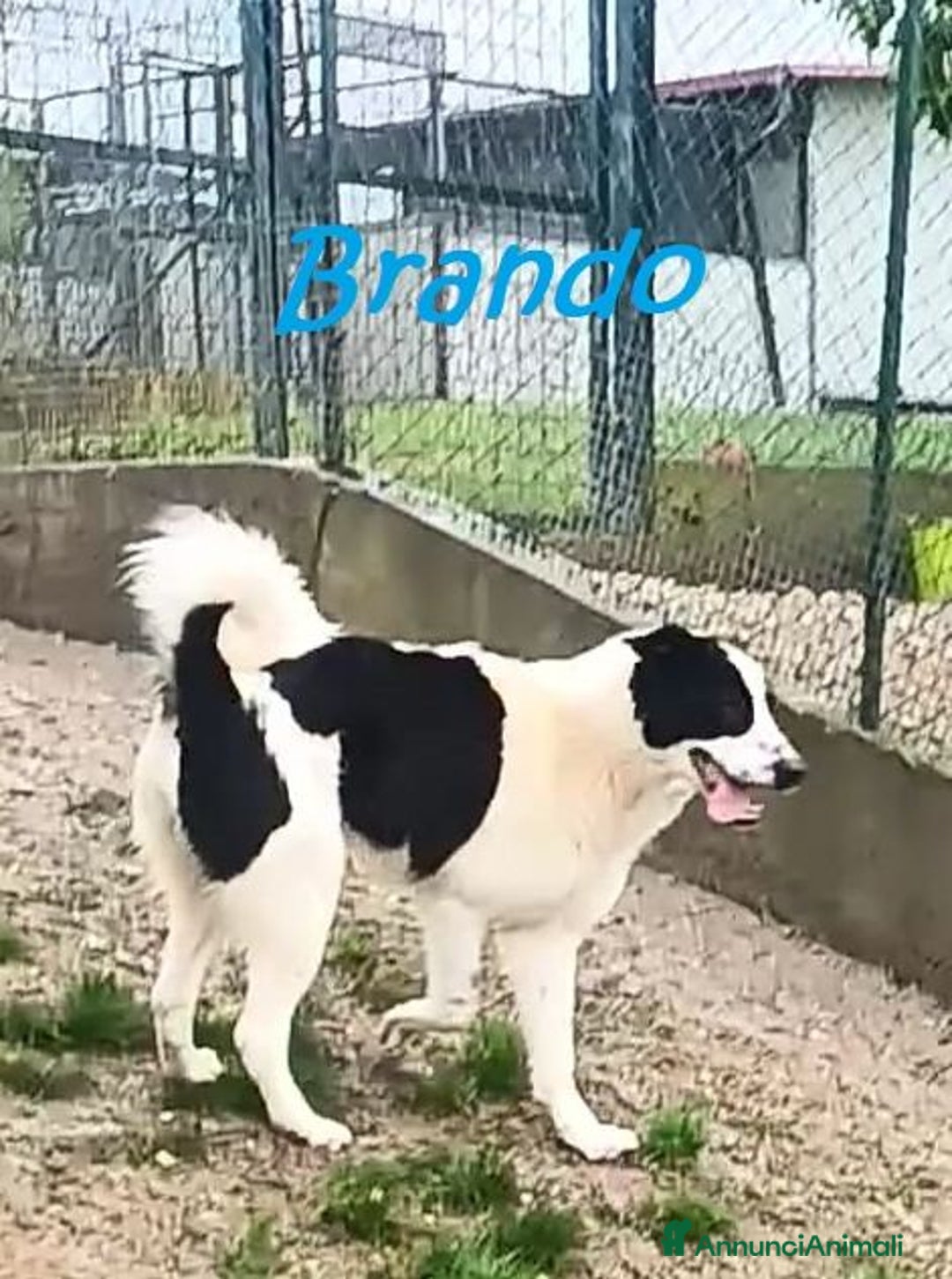 Meticcio cani in regalo: BRANDO e LASSIE sempre insieme! Giovani - Annuncio 4