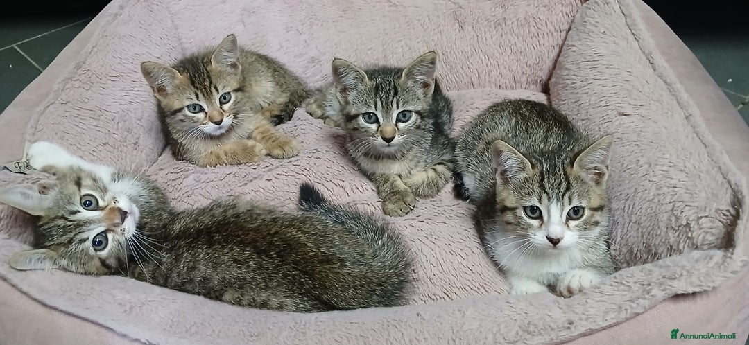 Altre razze gatti in regalo: 4 meravigliosi cuccioli cercano casa a Città metropolitana di Roma Capitale - Annuncio 2