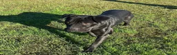 Pitbull cani in regalo: George, latin lover - Annuncio 2