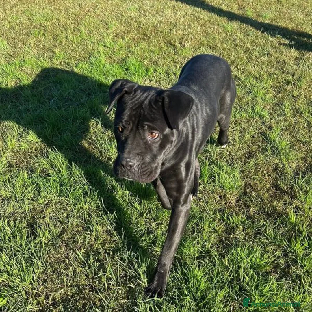 Pitbull cani in regalo: George, latin lover - Annuncio 2