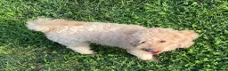 Barboncino Toy cani in vendita: Barboncino fulvo a Provincia di Vicenza - Annuncio 2