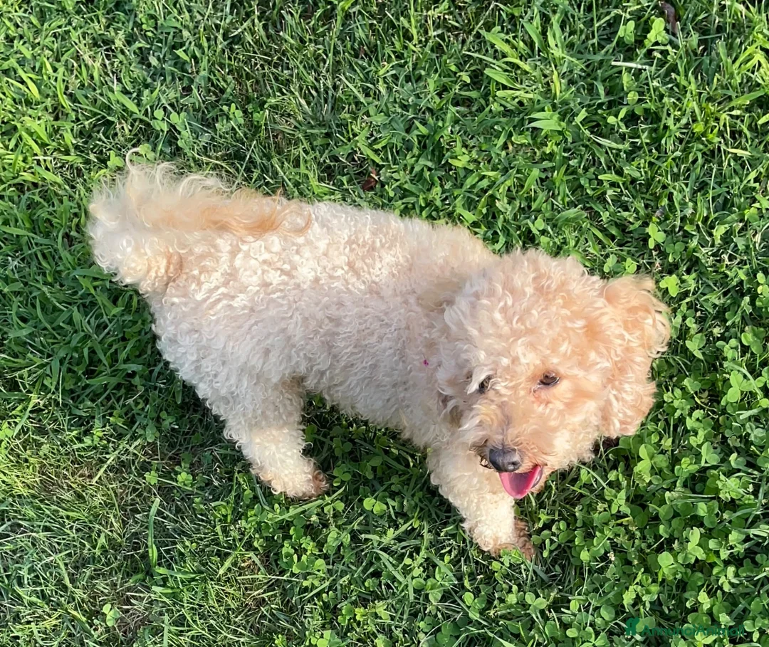 Barboncino Toy cani in vendita: Barboncino fulvo a Provincia di Vicenza - Annuncio 2