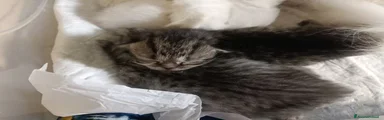 GOLDEN TABBY