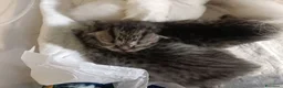 Persiano gatti in vendita: CUCCIOLI TABBY - CHICHILLA' SILVER e WHITE - Annuncio 6