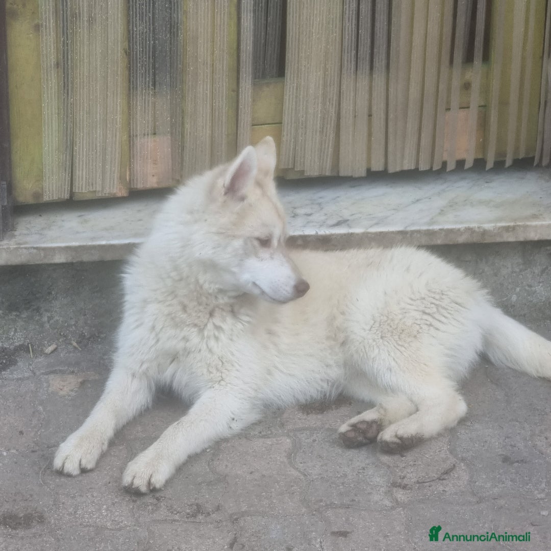 Husky cani in vendita: Cucciola e cucciolona siberian husky  a Città Metropolitana di Napoli - Immagine 5