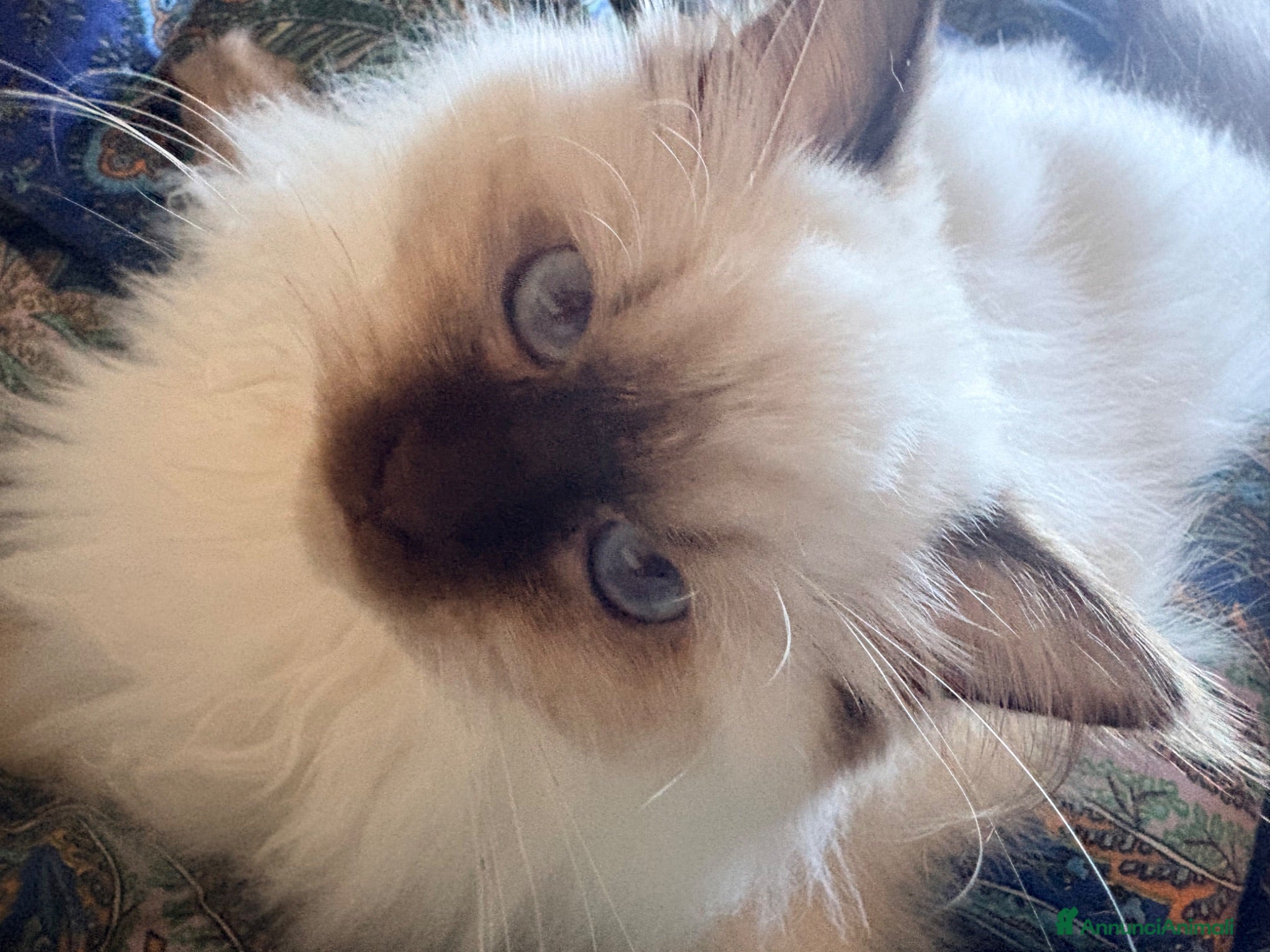 Ragdoll gatti Cuccioli di ragdoll  - Annuncio 1
