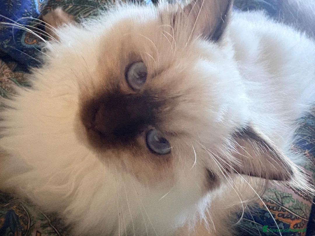 Ragdoll gatti in vendita: Cuccioli di ragdoll  - Annuncio 1