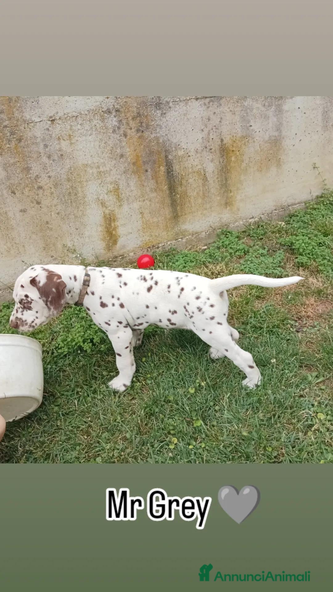 Dalmata cani in vendita: cuccioli dalmata udenti bilaterali a Provincia di Vicenza - Immagine 3
