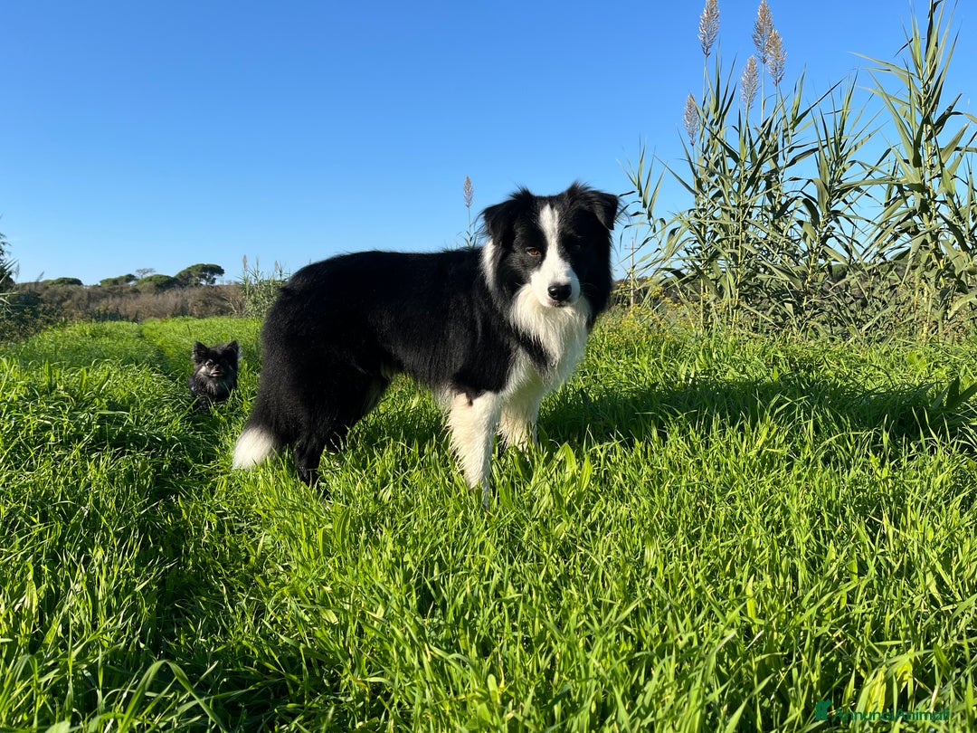 Border Collie cani per accoppiamento: Maschio Border disponibile per accoppiamento a Città Metropolitana di Genova - Annuncio 4