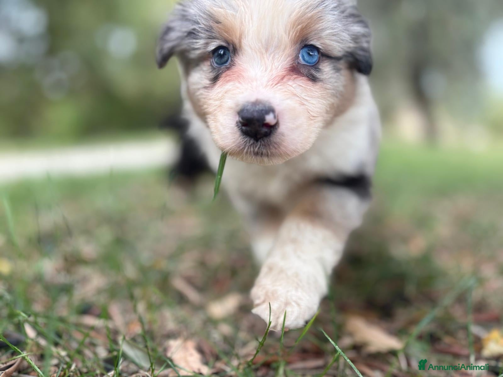Australian Shepherd cani Cuccioli di pastore australiano con pedigree  - Annuncio 18