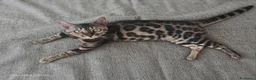 Bengala gatti in vendita: Splendida gattina Bengala  - Annuncio 5