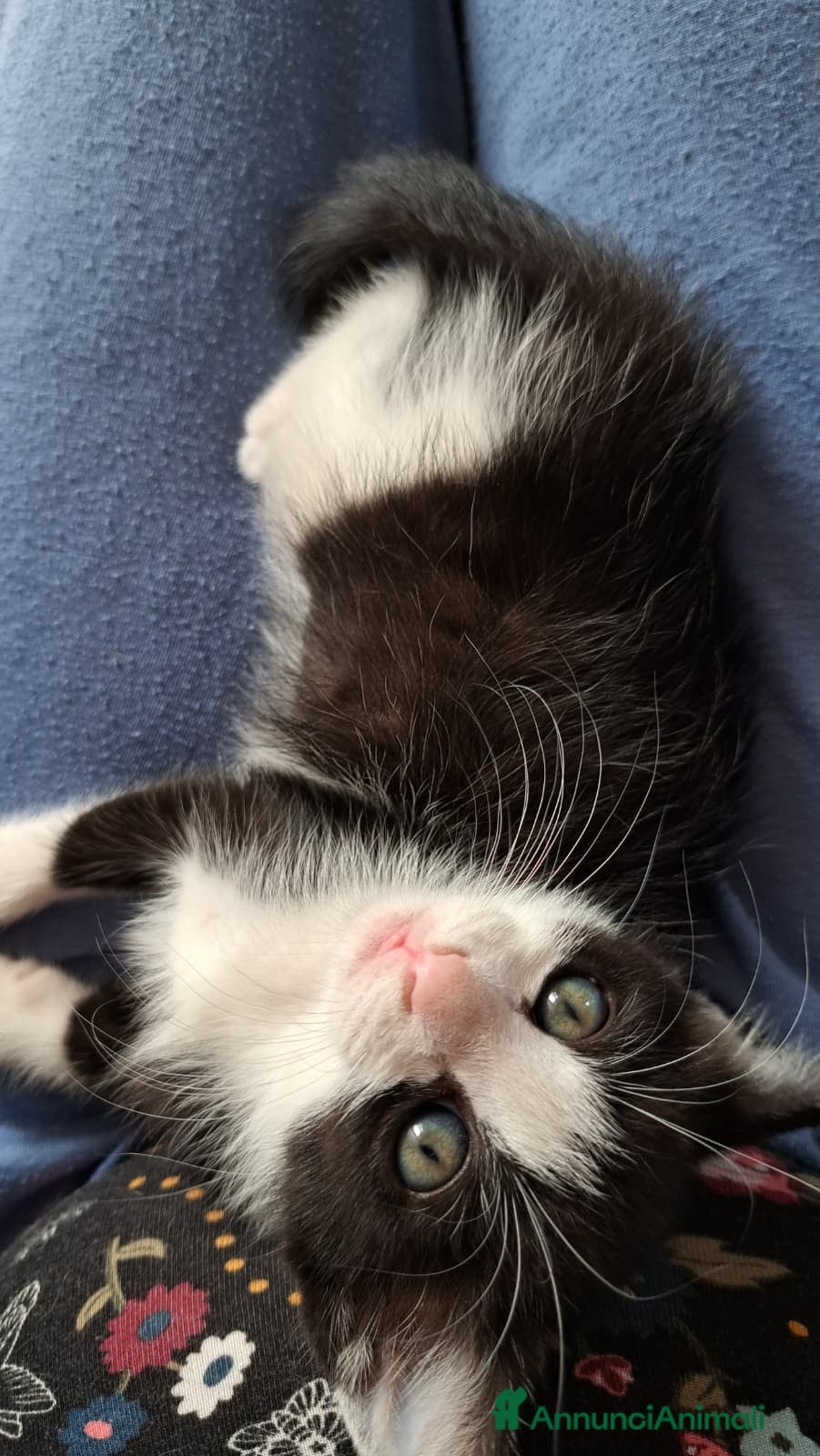 Meticcio gatti Gattine in adozione - Annuncio 1