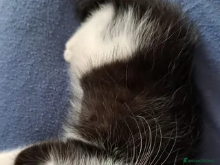 Meticcio gatti Gattine in adozione - Annuncio 1