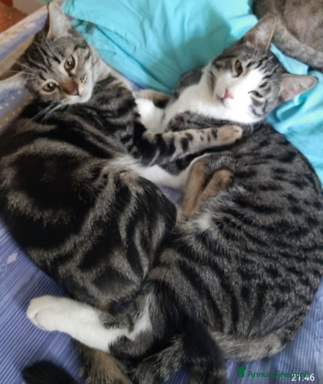 Europeo gatti in regalo: 2mici tigrati 1anno inseparabili! ROMA SOS CASA - Annuncio 3