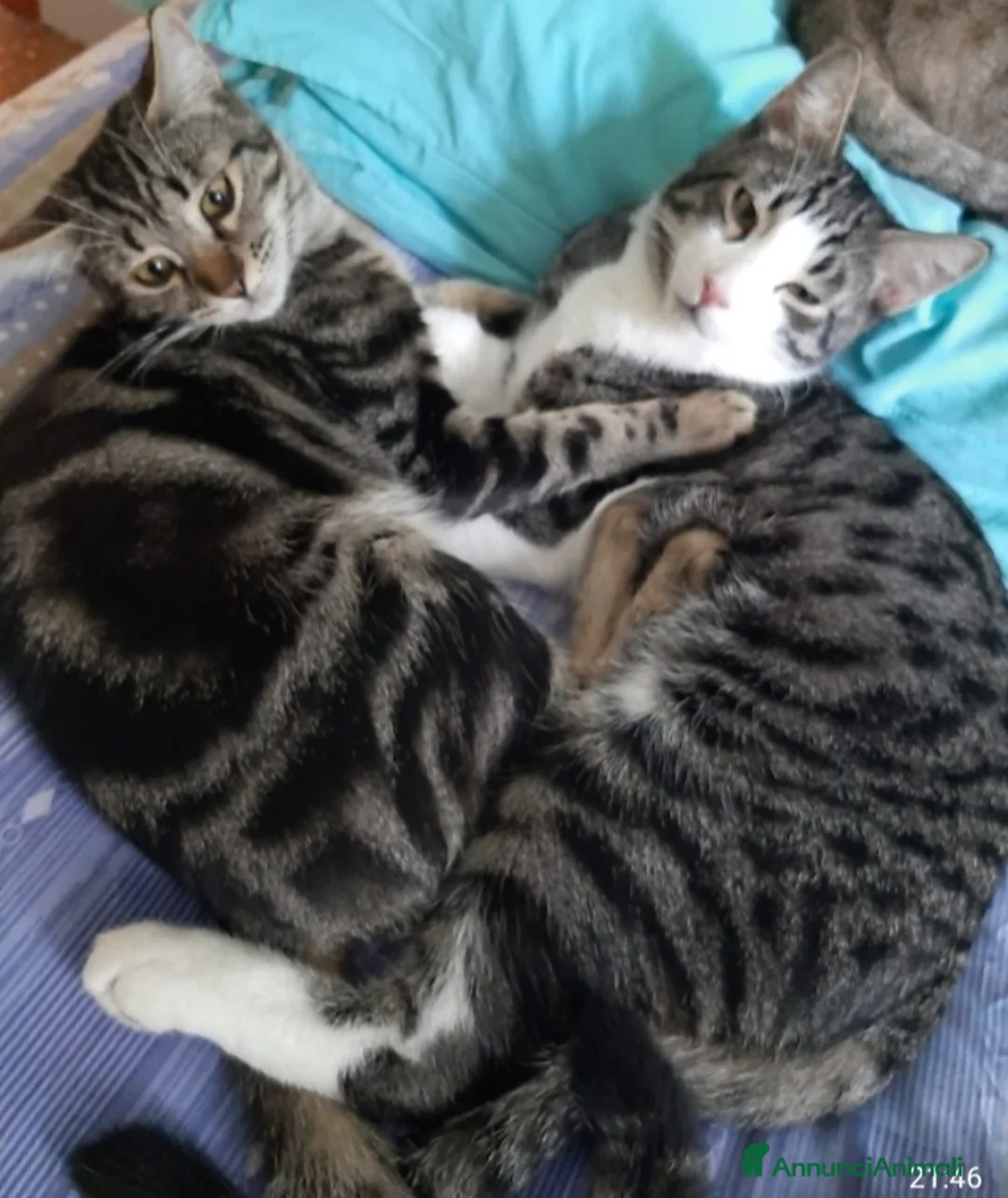 Europeo gatti in regalo: 2mici tigrati 1anno inseparabili! ROMA SOS CASA - Annuncio 3