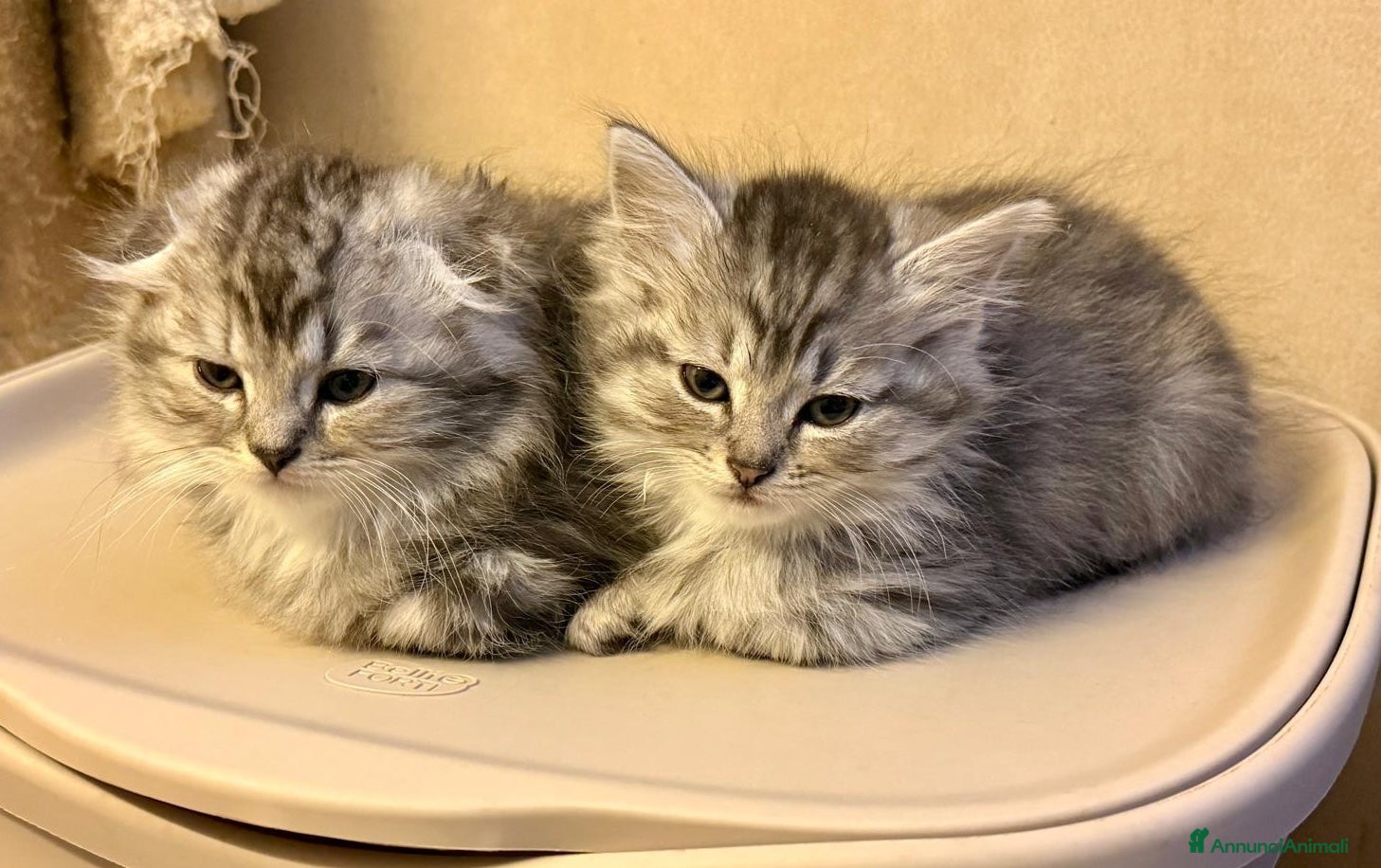 Scottish gatti SCOTTISH FOLD & STRAIGHT - Annuncio 1