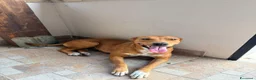 Meticcio cani in regalo:  Luna - Annuncio 5