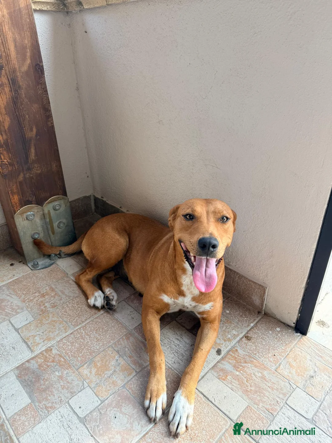 Meticcio cani in regalo:  Luna - Annuncio 5