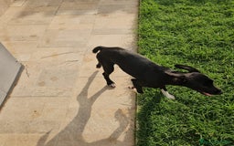 Meticcio cani in regalo: Beatrice: cucciolotta taglia contenuta socievole  a Città Metropolitana di Genova - Immagine 17