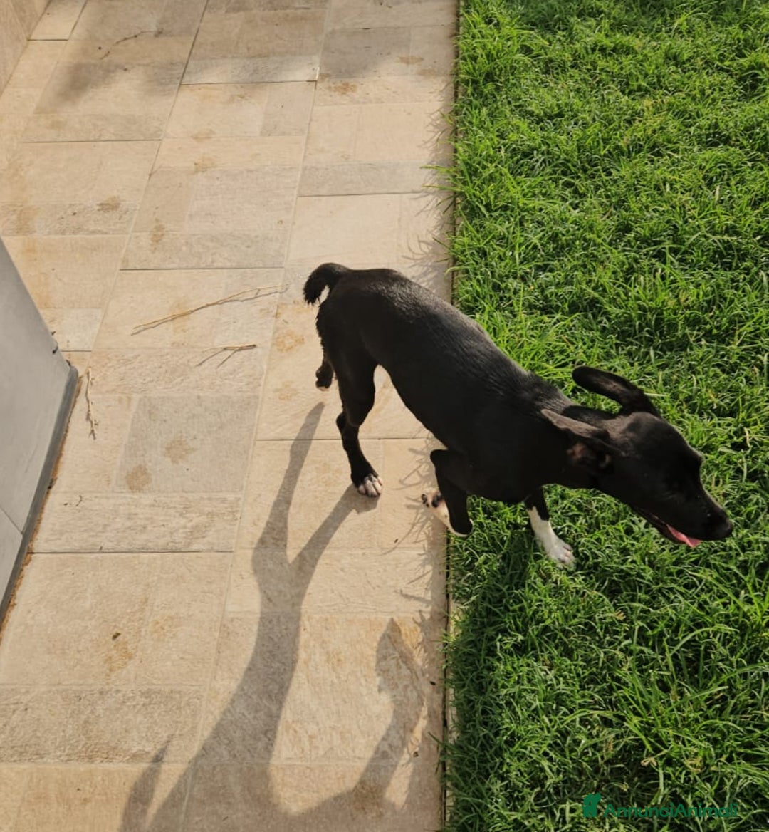 Meticcio cani in regalo: Beatrice: cucciolotta taglia contenuta socievole  a Città Metropolitana di Genova - Immagine 17