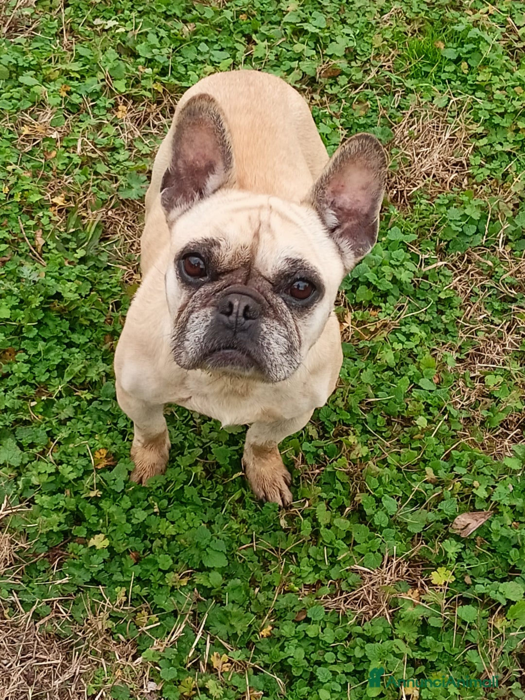 Bulldog Francese cani in vendita: Bulldog francese  - Annuncio 8