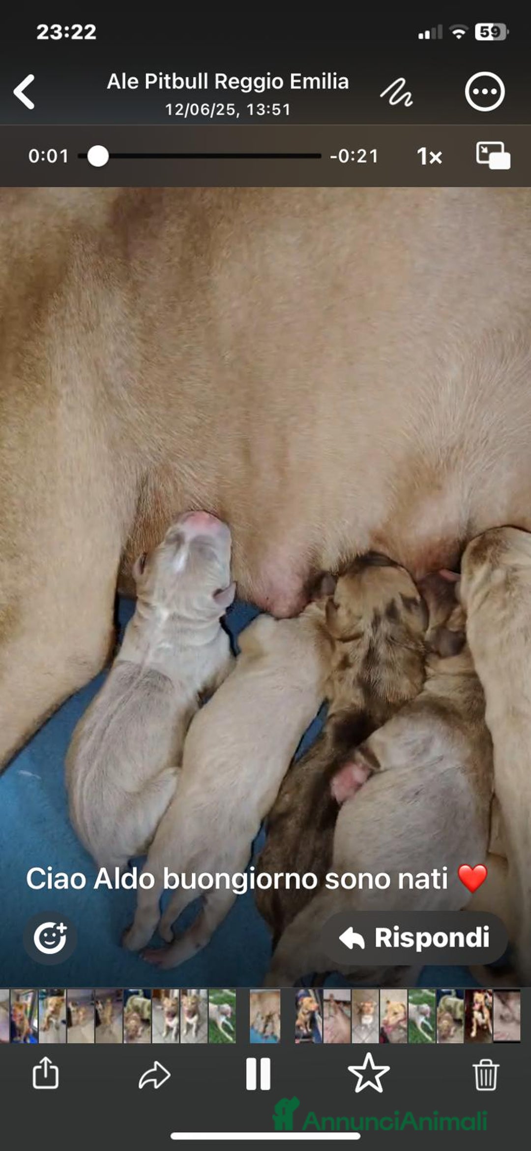 Pitbull cani in vendita: Cuccioli di Pitbull  a Provincia di Reggio Emilia - Immagine 3