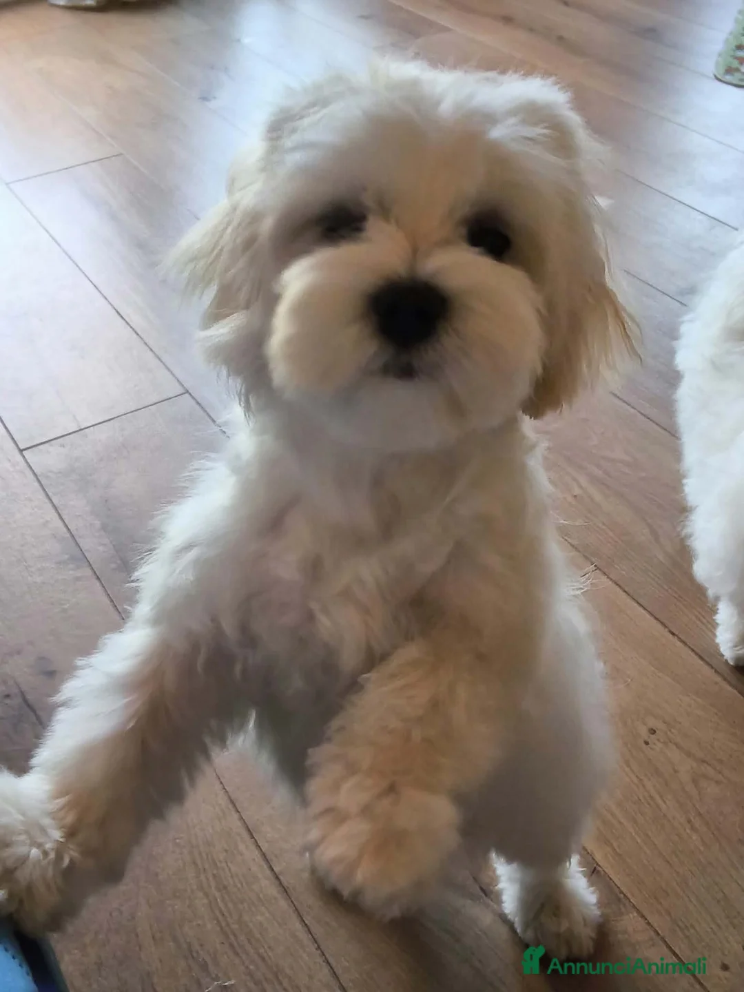 Maltese cani in vendita: Cucciolo di maltese - Annuncio 7