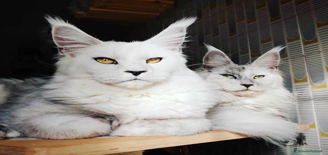 Immagine della galleria {{count}}