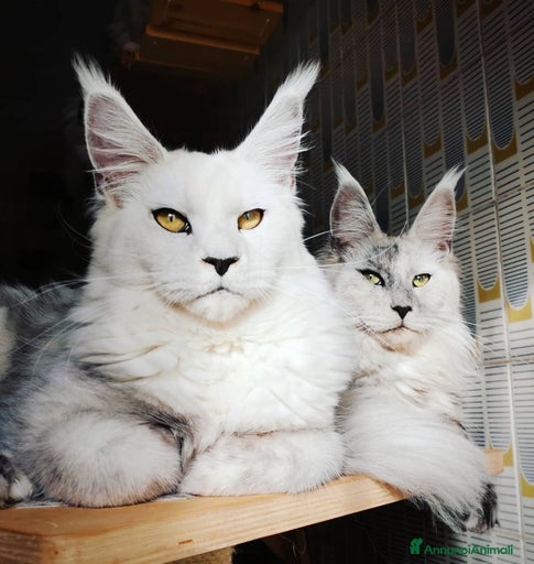 Immagine della galleria {{count}}