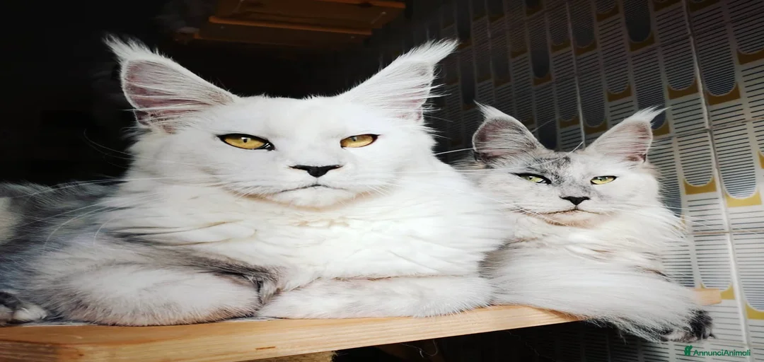 Immagine della galleria {{count}}