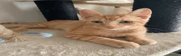 Altre razze gatti in regalo: Dylan e Ryan cercano casa a Provincia di Alessandria - Annuncio 3