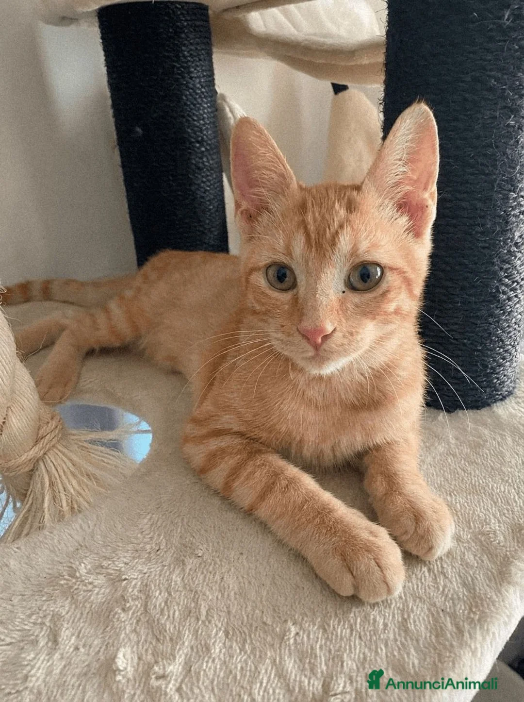 Altre razze gatti in regalo: Dylan e Ryan cercano casa a Provincia di Alessandria - Annuncio 3