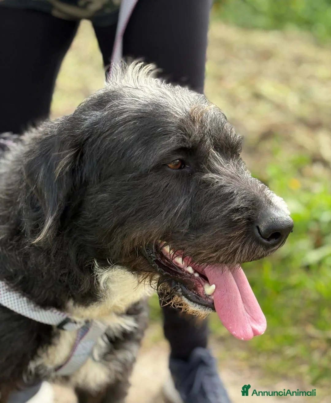 Meticcio cani in regalo: Aron. - Annuncio 1