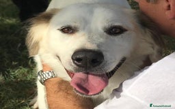 Labrador cani in regalo: AIGOR, simil labradorino a Provincia di Latina - Immagine 1