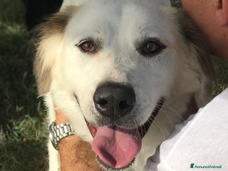 Labrador cani AIGOR, simil labradorino a Provincia di Latina - Annuncio 2